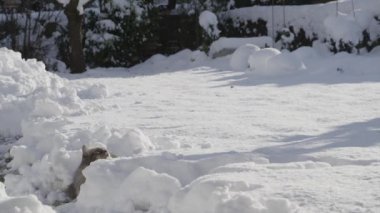 Kedi yakalama karlı bahçede snowballs