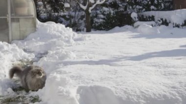 Kedi yakalamak kış bahçesinde snowballs