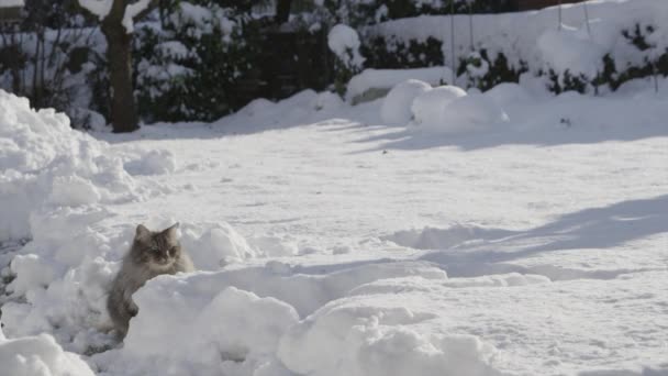 Chat jouant avec des boules de neige en hiver — Video