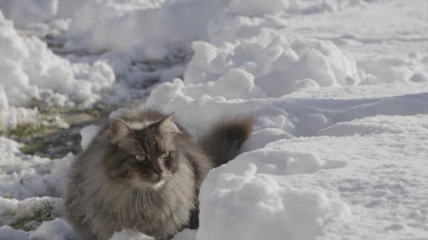 Щасливий кіт стрибає на свіжому снігу — стокове відео