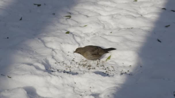 Quiscale femelle mangeant des graines en hiver — Video