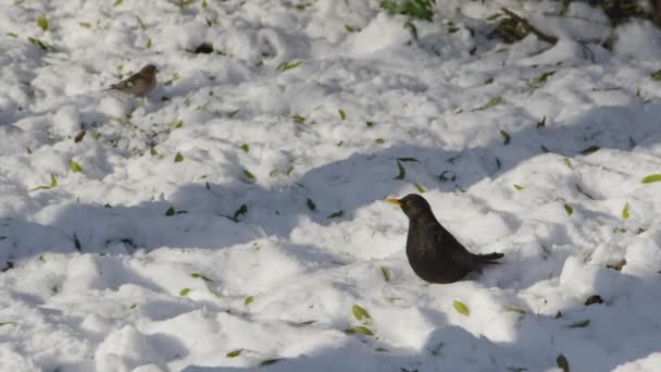 Fåglar söker en mat i vinter — Stockvideo