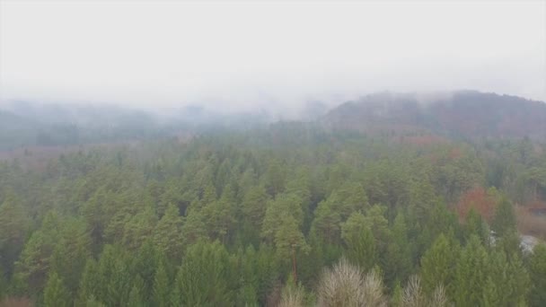 Vliegen over mistige herfst bos — Stockvideo