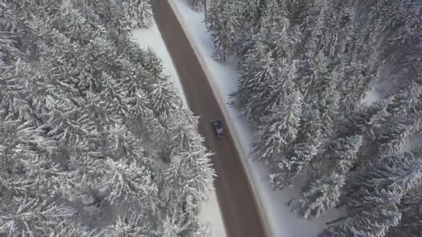 눈 덮인 소나무 숲을 통해 운전 자동차 — 비디오