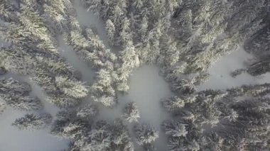 Kışın karlı çam ormanları