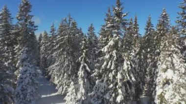 Ağır kar yağışı sonra güneşli Ladin ormanı