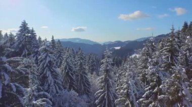 Karlı dağlar ormanda yukarıda uçan
