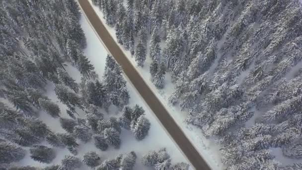 Летающие над дорогой в зимнем сосновом лесу — стоковое видео