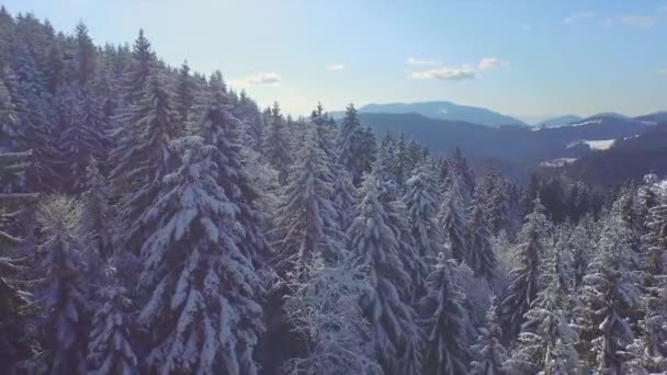 Snöiga granskog på vintern — Stockvideo