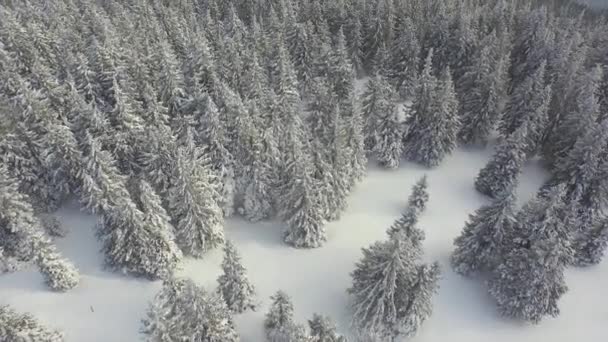 Flygande över snöiga vintern skog i bergen — Stockvideo