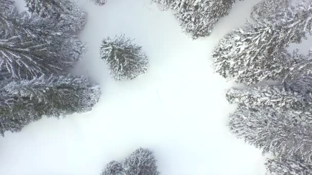 Dennenbos bedekt met sneeuw — Stockvideo