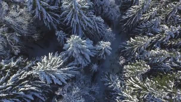 雪の松の林の上に直接飛んで — ストック動画