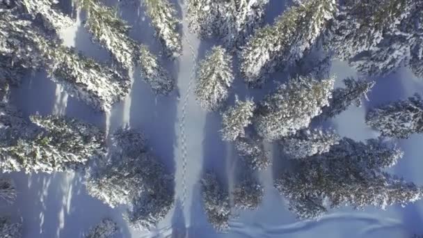 Spuren im Neuschnee führen durch den Winterwald