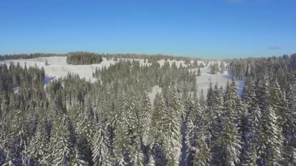 Floresta de abeto coberta de neve — Vídeo de Stock