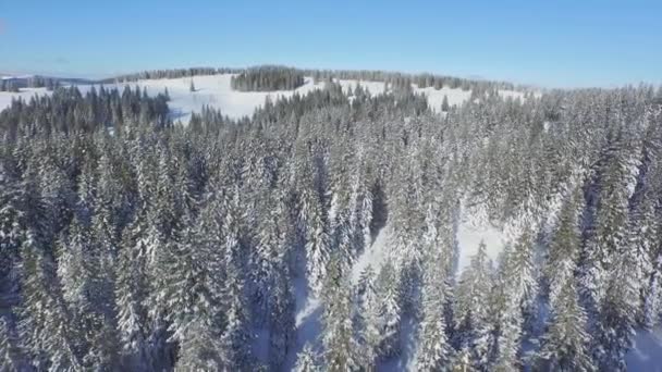 Forêt infinie de pins neigeux en hiver — Video