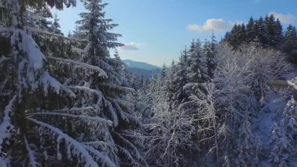 Durch den schönen Winterwald fliegen — Stockvideo