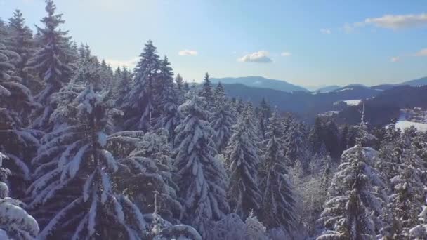 Egy napsütéses téli napon a havas erdőben — Stock videók