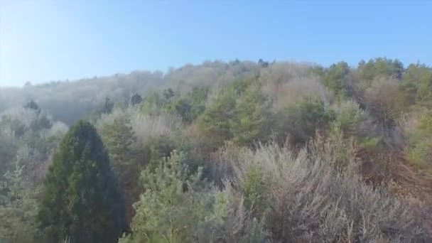 Forêt gelée en hiver — Video