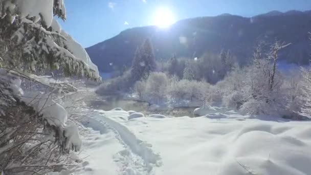 Vliegen uit winter bos — Stockvideo