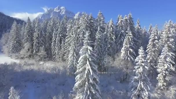 Flug über verschneiten Wald in Richtung Berge — Stockvideo