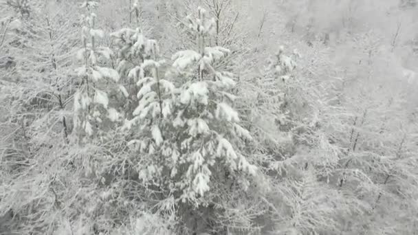 Vinterskog täckt av nysnö — Stockvideo