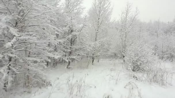 Snöig skog på vintern — Stockvideo