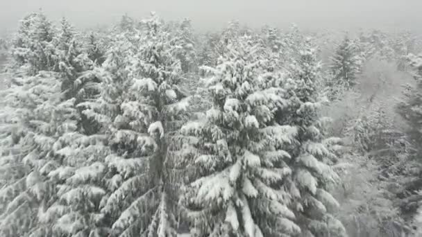 Besneeuwde vuren bos in de winter — Stockvideo