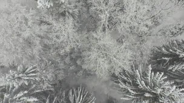 Güzel snowy orman yukarıda uçan — Stok video