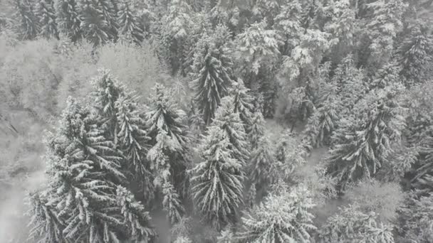 Vliegen boven mysterieuze besneeuwde bos — Stockvideo