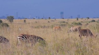 Nairobi önünde vahşi hayvanlar
