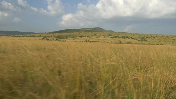 Vast meadow in Africa — Stock Video