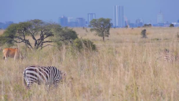 Zebra's voor Nairobi — Stockvideo