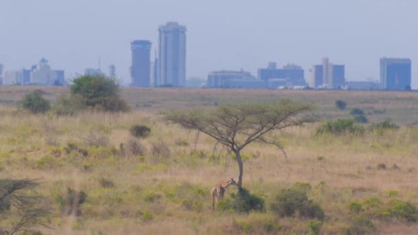 Giraffen äta träd lämnar framför Nairobi — Stockvideo
