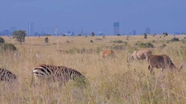 Vadon élő állatok előtt Nairobi