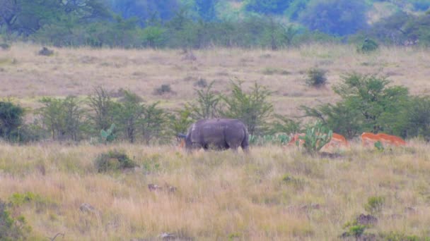 Baby en mama rhino eten — Stockvideo