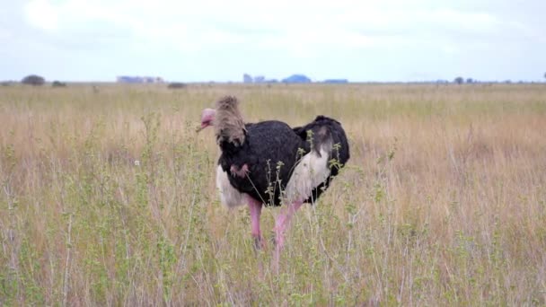 Ostrich in African safari — Stock Video