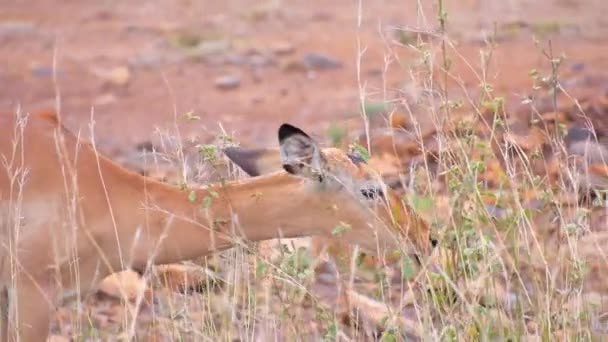 Impala manger des feuilles en Afrique 