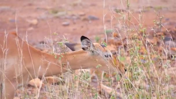 Impala frisst Blätter in Afrika — Stockvideo