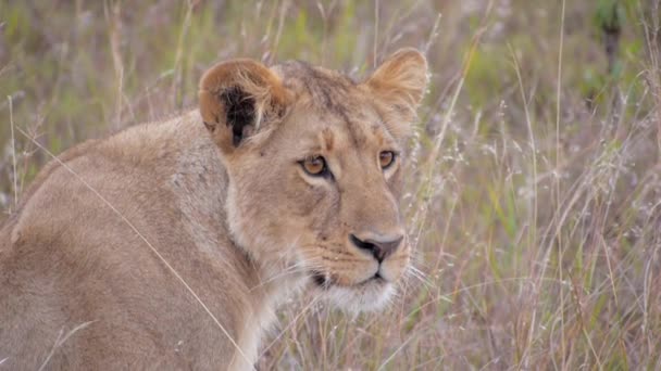 Lioness in grass — Stock Video