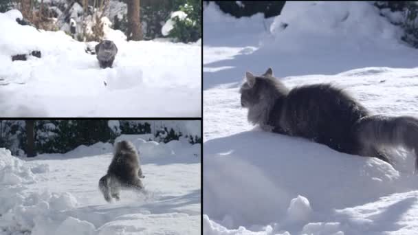 Кот веселится в снежную зиму — стоковое видео