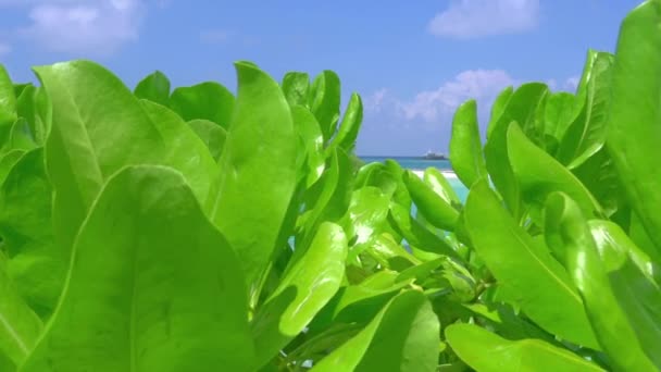 Turquoise lagune achter de struiken — Stockvideo