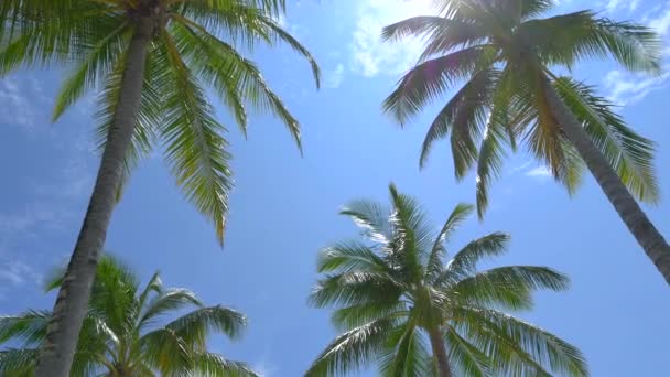 Palm trees in front of luxurious ocean villas — Stock Video