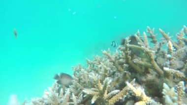 Resif şnorkel dalgıçlar birkaç