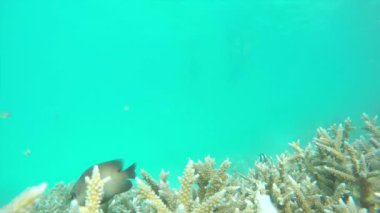 Tatile güzel renkli resif şnorkel