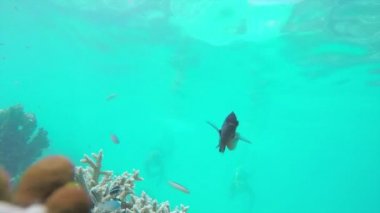 Resif üzerinde egzotik balık arasında şnorkel dalgıçlar