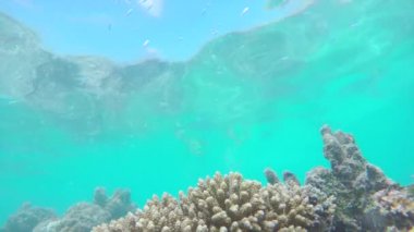 Renkli mercan resif üzerinde Yüzme dalgıçlar