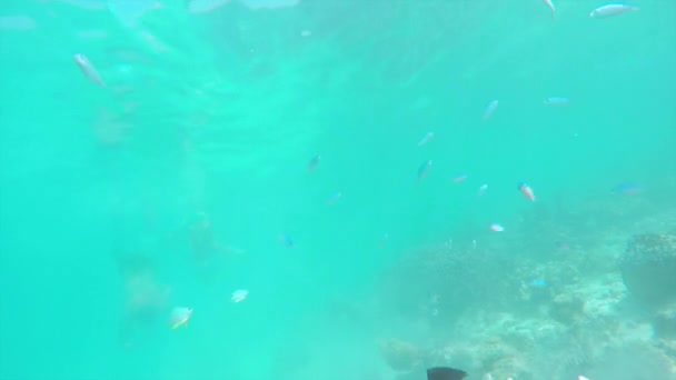 Dykare dykning på ett turkost hav rev — Stockvideo