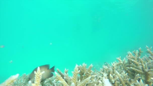 Snorkeling beautiful colorful reef on vacations — Stock Video