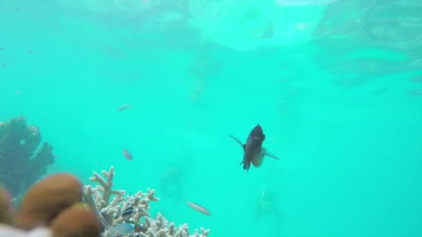 Taucher schnorcheln zwischen exotischen Fischen am Riff — Stockvideo