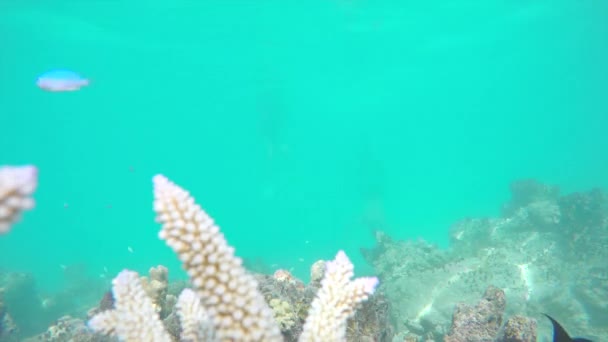 Uomo che fa snorkeling sulla barriera corallina colorata — Video Stock